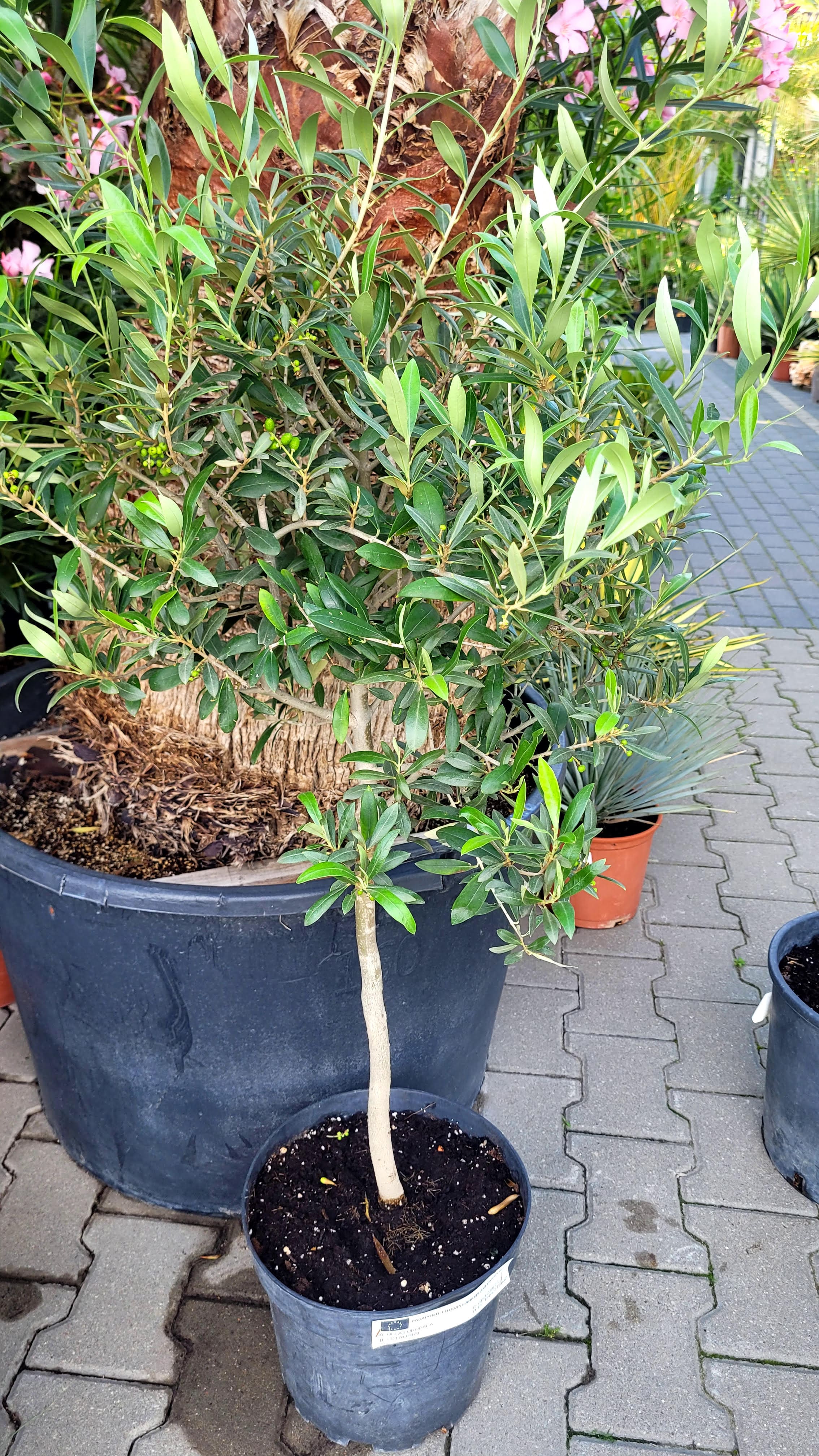 Olea europaea – Młode Drzewko